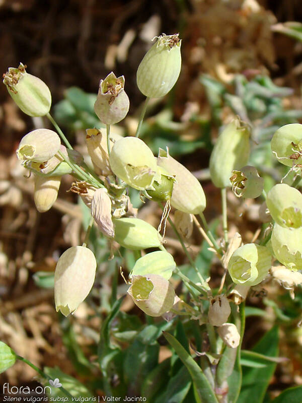 Silene vulgaris vulgaris - Flor (geral) | Valter Jacinto; CC BY-NC 4.0