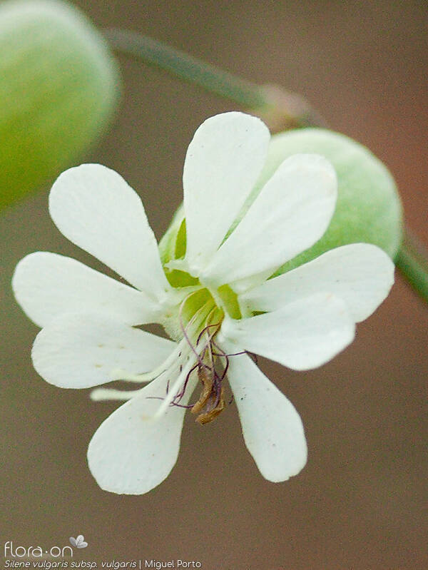 Silene vulgaris vulgaris - Flor (close-up) | Miguel Porto; CC BY-NC 4.0