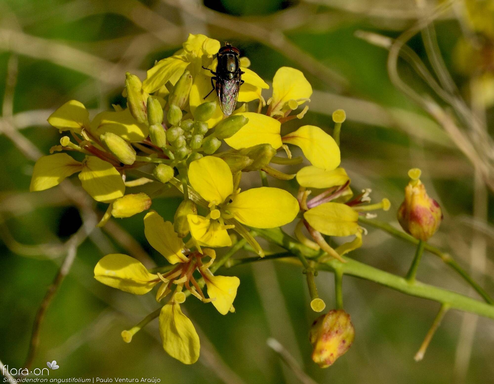 Sinapidendron angustifolium - Flor (close-up) | Paulo Ventura Araújo; CC BY-NC 4.0