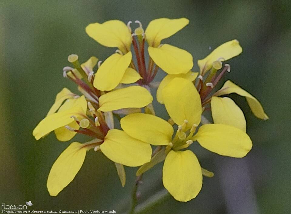 Sinapidendron frutescens - Flor (close-up) | Paulo Ventura Araújo; CC BY-NC 4.0