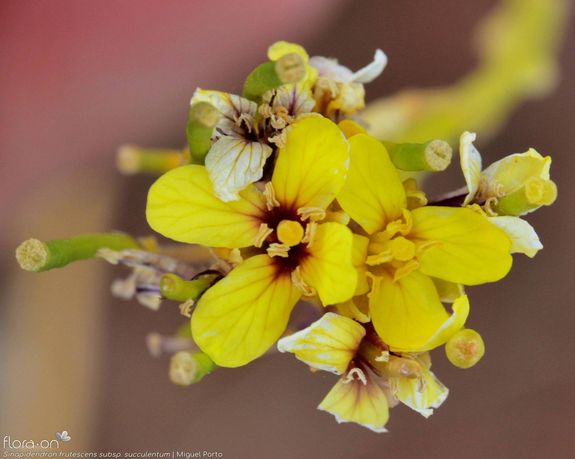 Sinapidendron frutescens - Flor (close-up) | Miguel Porto; CC BY-NC 4.0