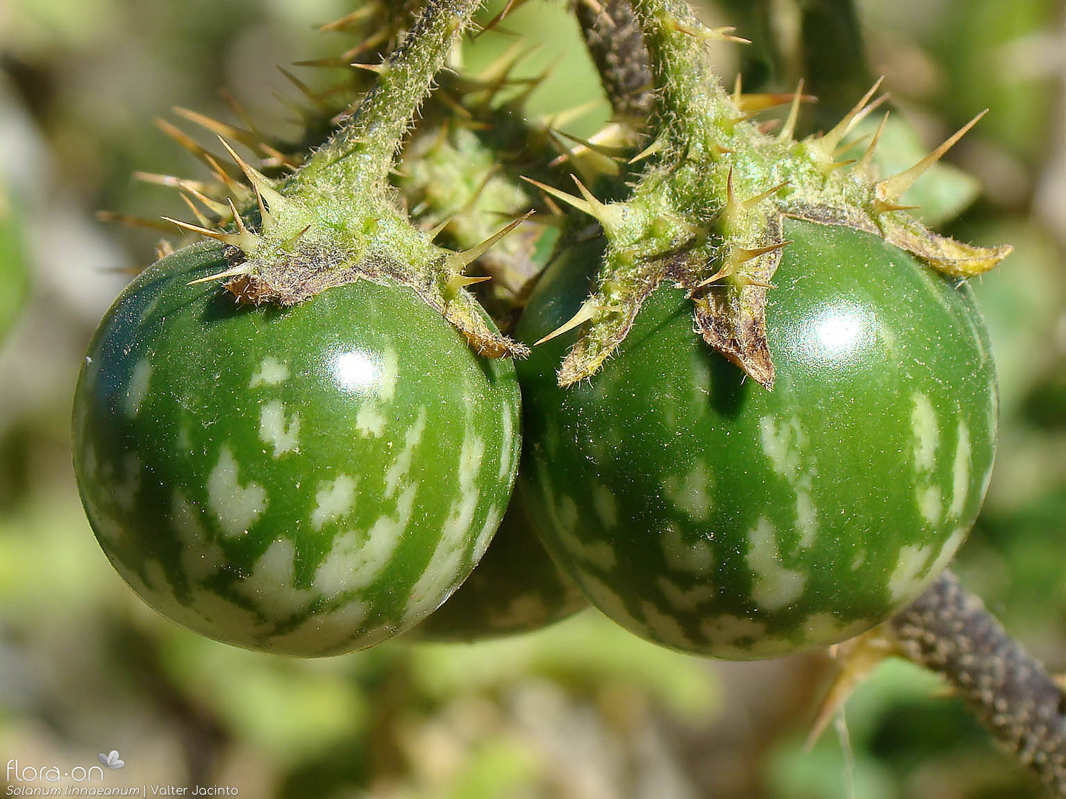 Solanum linnaeanum - Fruto | Valter Jacinto; CC BY-NC 4.0
