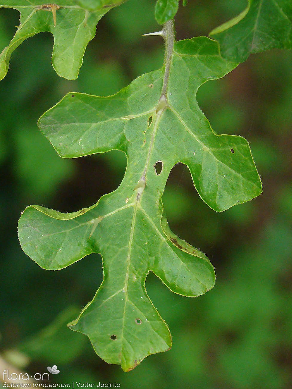 Solanum linnaeanum - Folha | Valter Jacinto; CC BY-NC 4.0