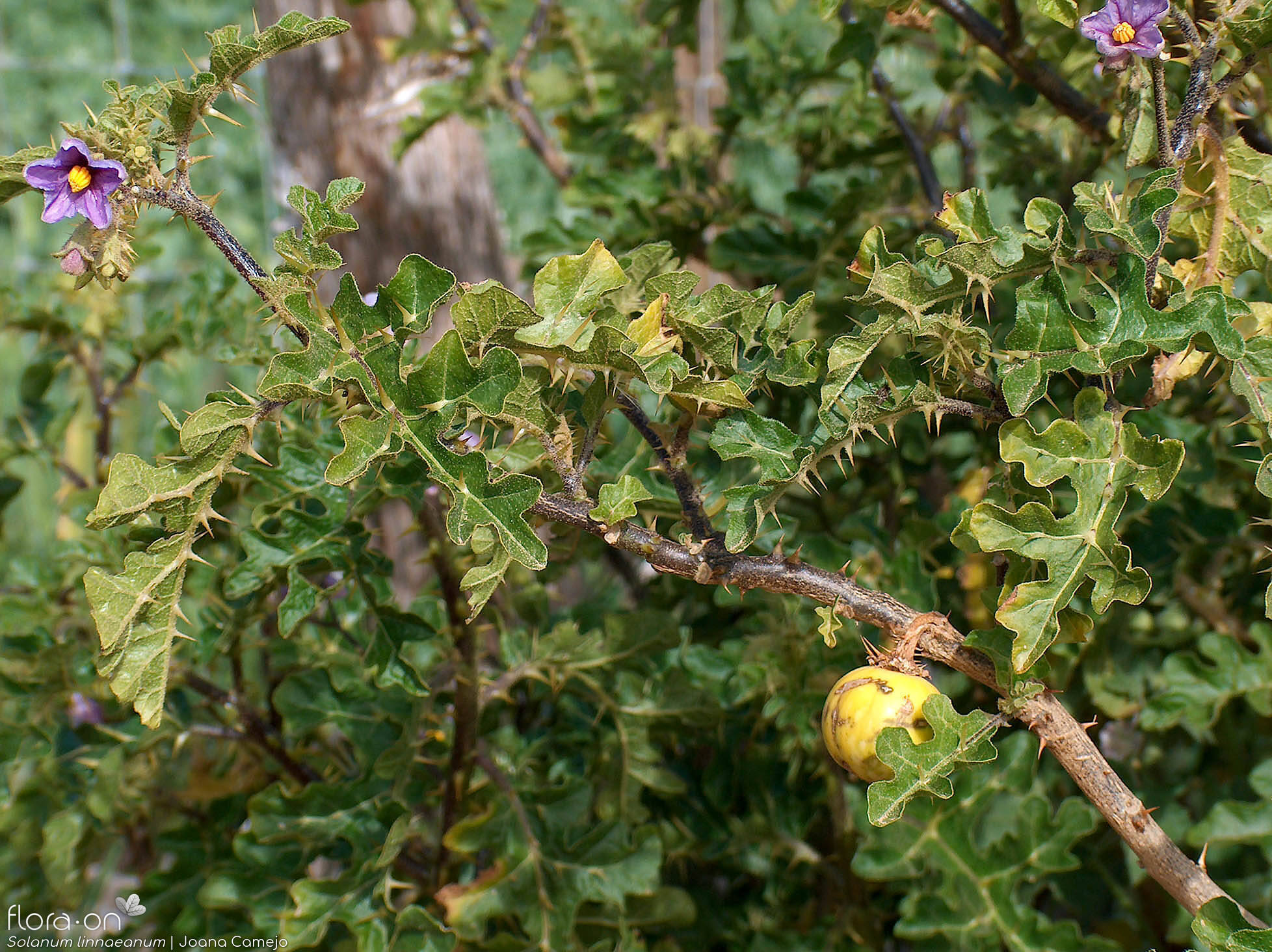 Solanum linnaeanum - Hábito | Joana Camejo; CC BY-NC 4.0