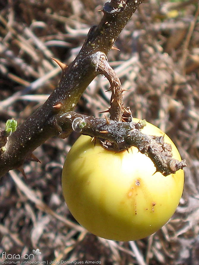 Solanum linnaeanum - Fruto | João Domingues Almeida; CC BY-NC 4.0