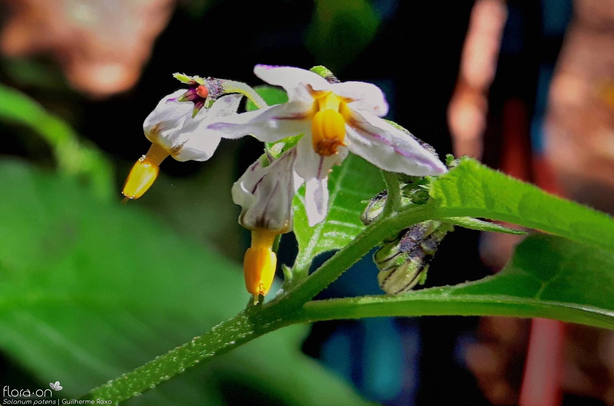 Solanum patens - Flor (close-up) | Guilherme Roxo; CC BY-NC 4.0