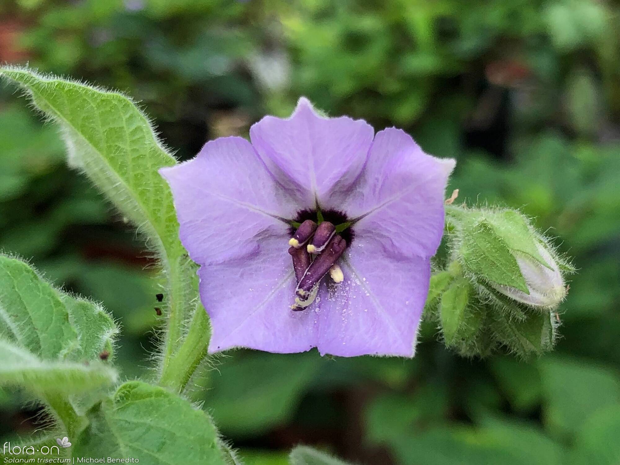 Solanum trisectum - Flor (close-up) | Michael Benedito; CC BY-NC 4.0