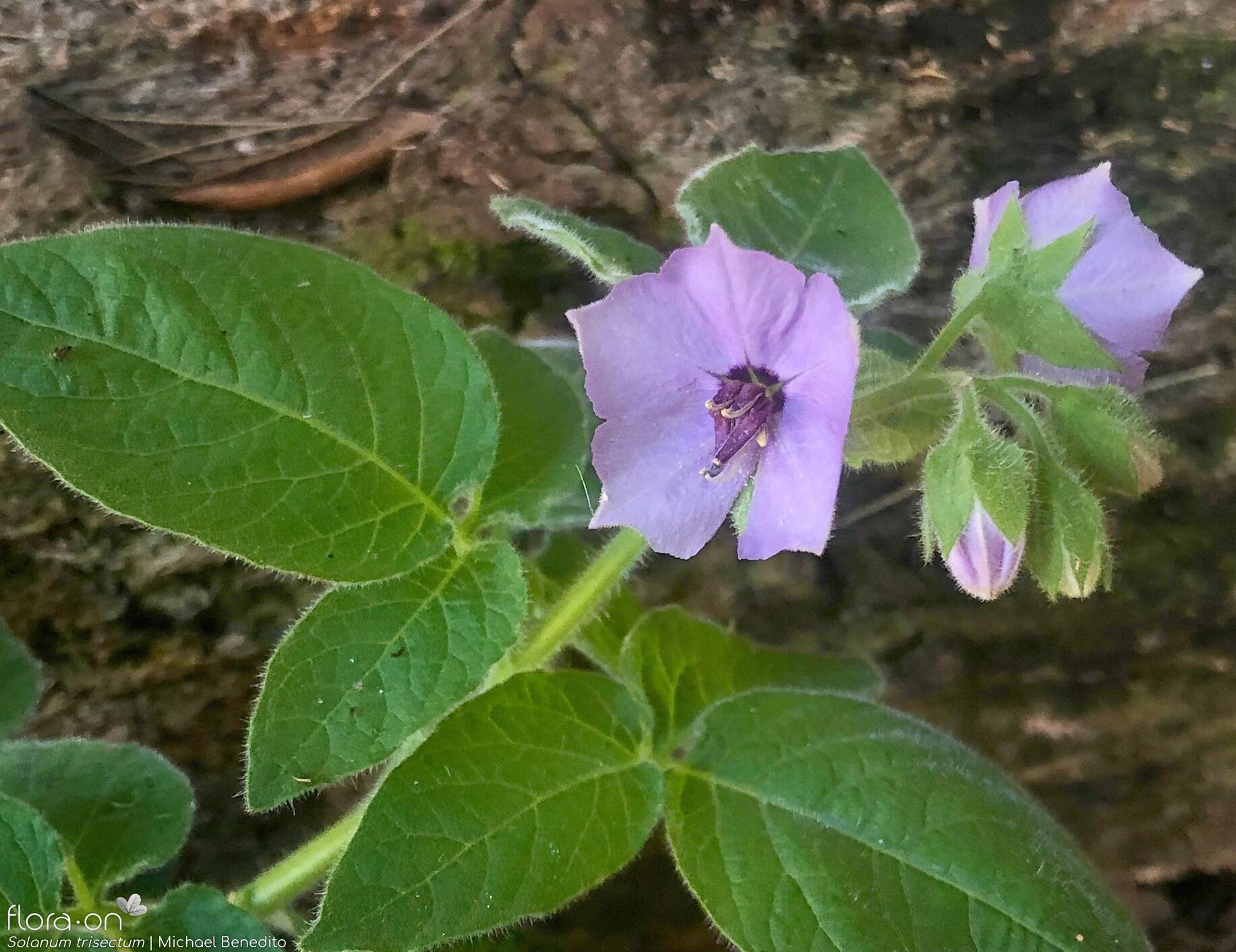 Solanum trisectum - Flor (geral) | Michael Benedito; CC BY-NC 4.0
