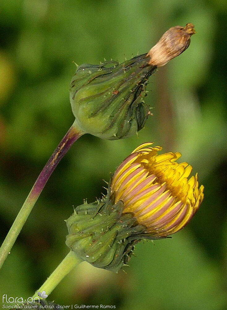 Sonchus asper