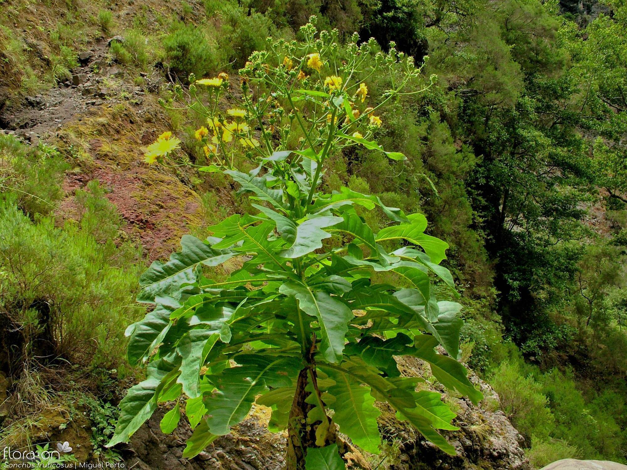 Sonchus fruticosus - Flor (geral) | Miguel Porto; CC BY-NC 4.0