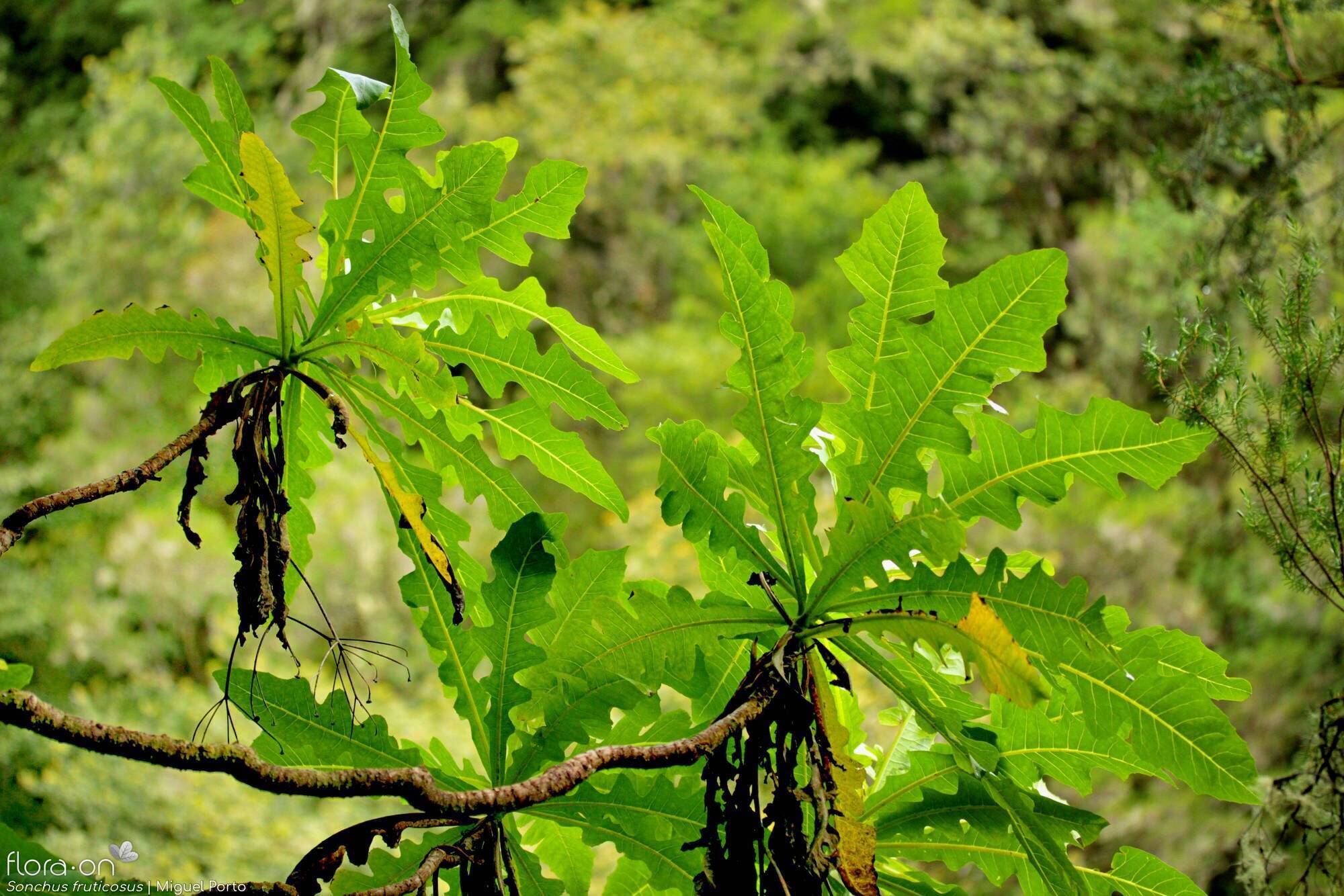 Sonchus fruticosus - Folha (geral) | Miguel Porto; CC BY-NC 4.0