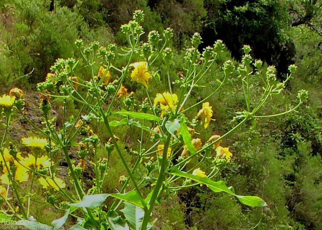 Sonchus fruticosus - Flor (geral) | Miguel Porto; CC BY-NC 4.0