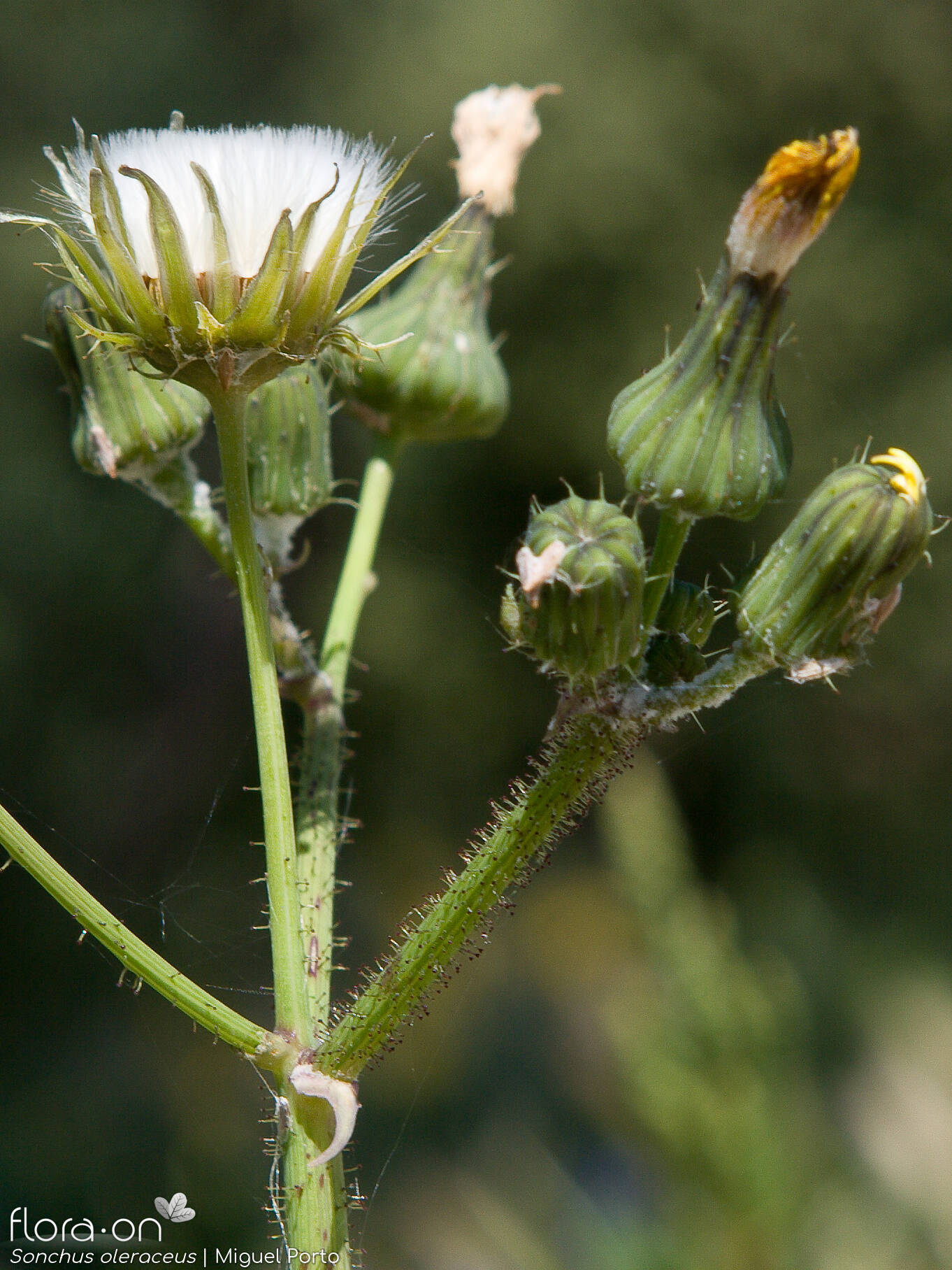 Sonchus oleraceus - Flor (geral) | Miguel Porto; CC BY-NC 4.0