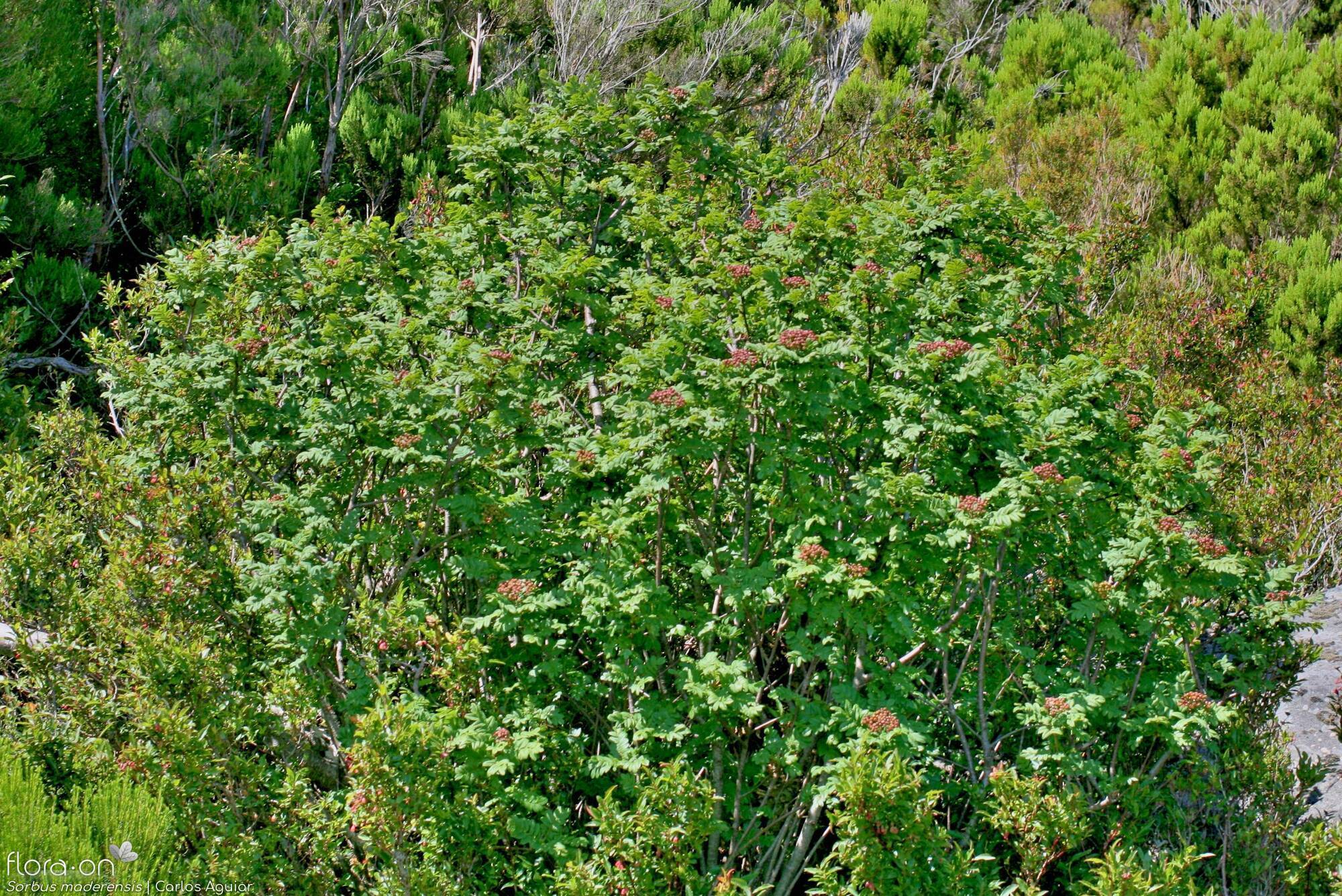 Sorbus maderensis - Hábito | Carlos Aguiar; CC BY-NC 4.0
