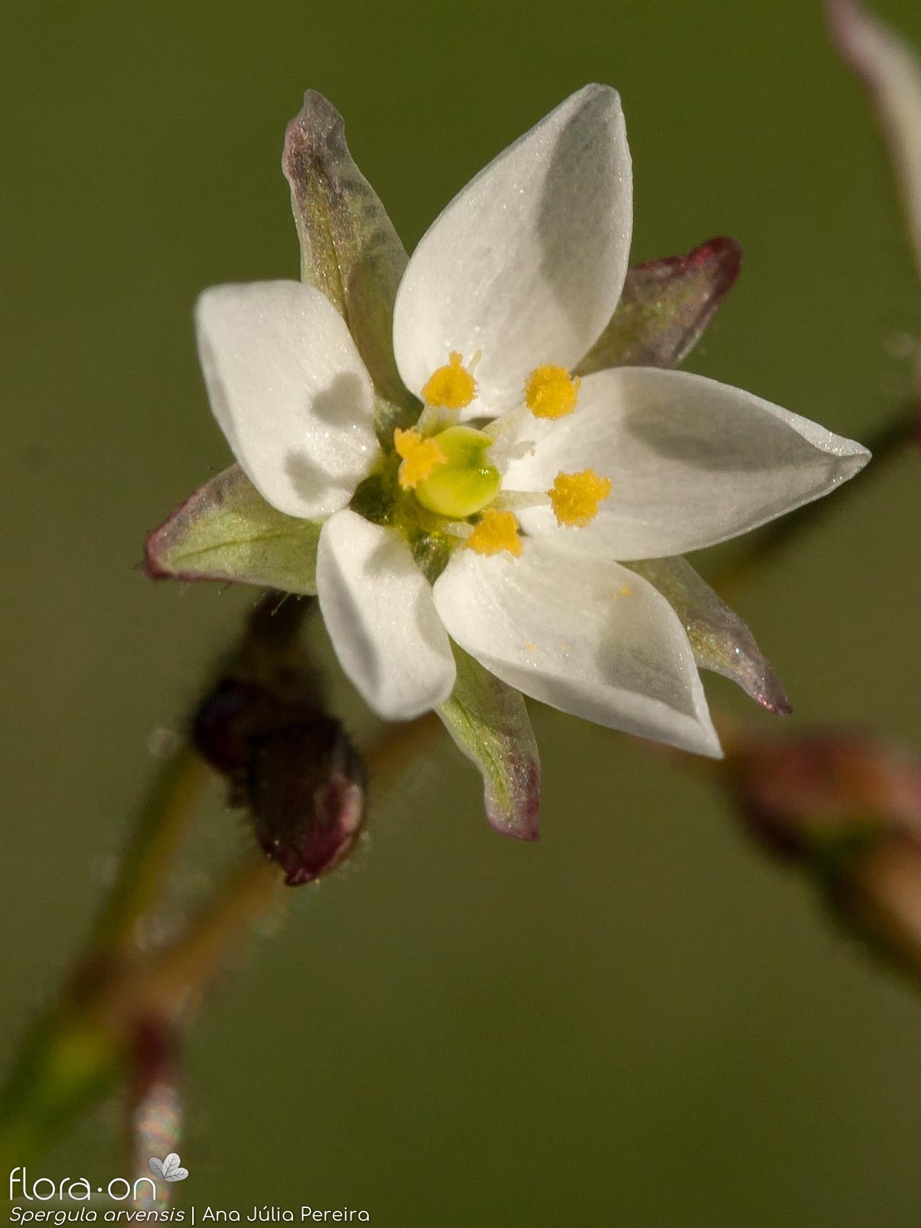 Spergula arvensis - Flor (close-up) | Ana Júlia Pereira; CC BY-NC 4.0