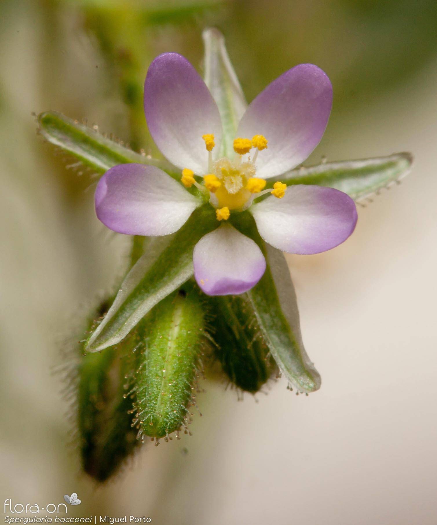 Spergularia bocconei - Flor (close-up) | Miguel Porto; CC BY-NC 4.0