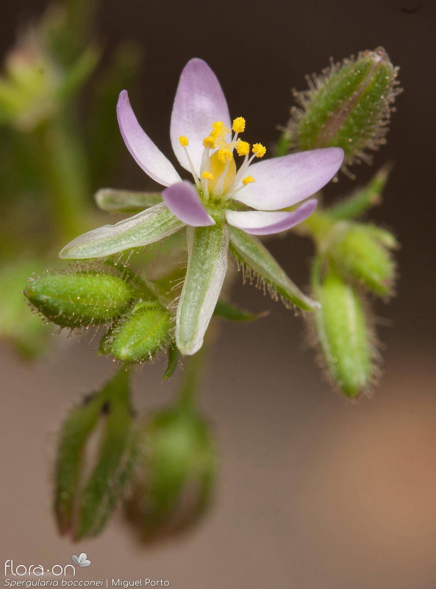 Spergularia bocconei - Flor (close-up) | Miguel Porto; CC BY-NC 4.0