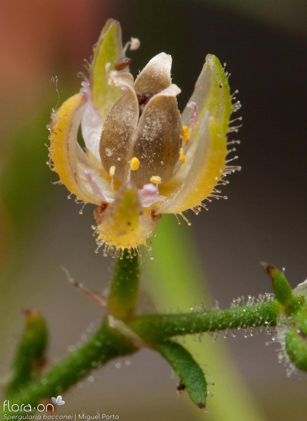 Spergularia bocconei - Fruto | Miguel Porto; CC BY-NC 4.0