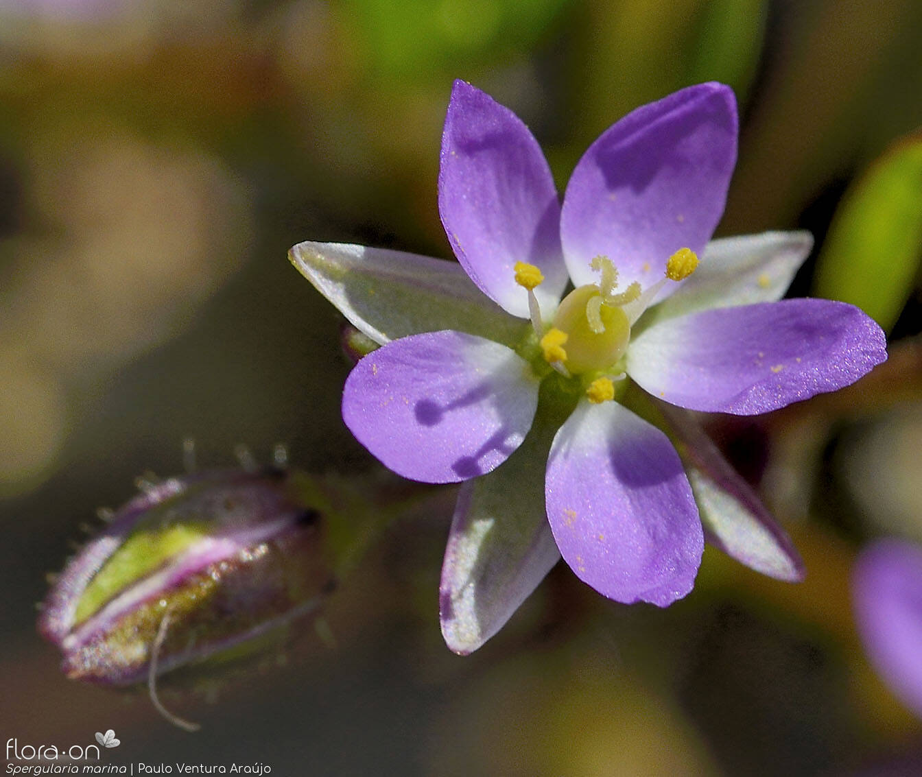Spergularia marina - Flor (close-up) | Paulo Ventura Araújo; CC BY-NC 4.0