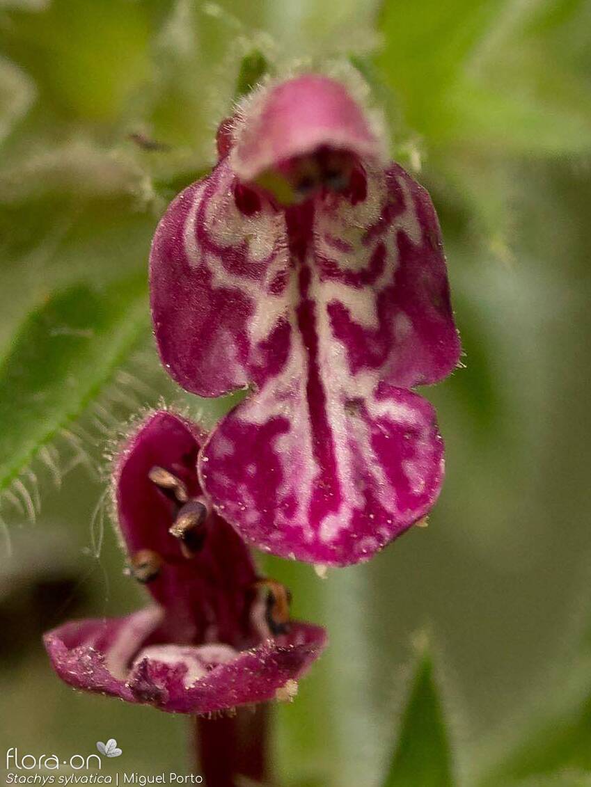 Stachys sylvatica - Flor (close-up) | Miguel Porto; CC BY-NC 4.0