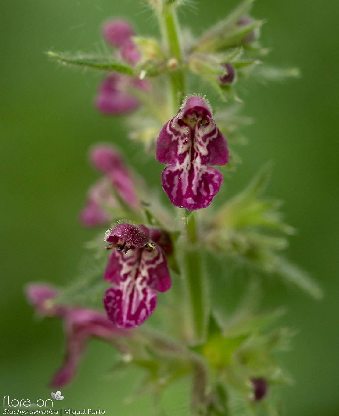 Stachys sylvatica - Flor (close-up) | Miguel Porto; CC BY-NC 4.0