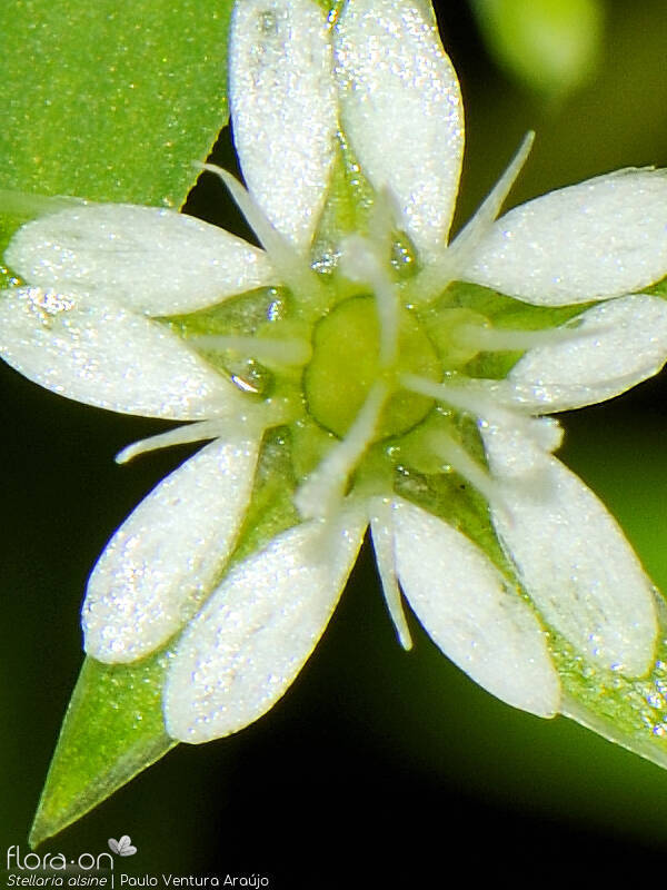 Stellaria alsine - Flor (close-up) | Paulo Ventura Araújo; CC BY-NC 4.0