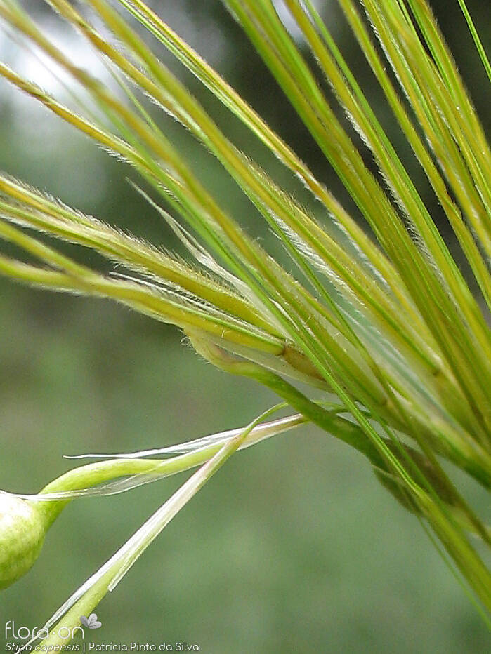 Stipa capensis - Flor (close-up) | Patrícia Pinto da Silva; CC BY-NC 4.0