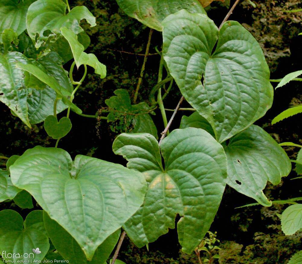 Tamus edulis