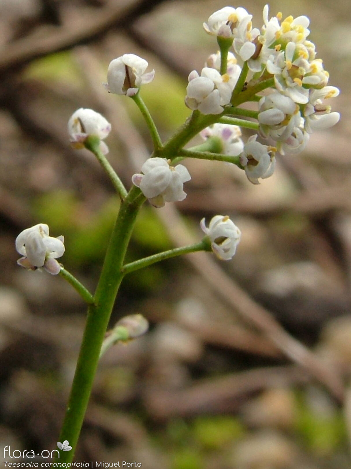 Teesdalia coronopifolia