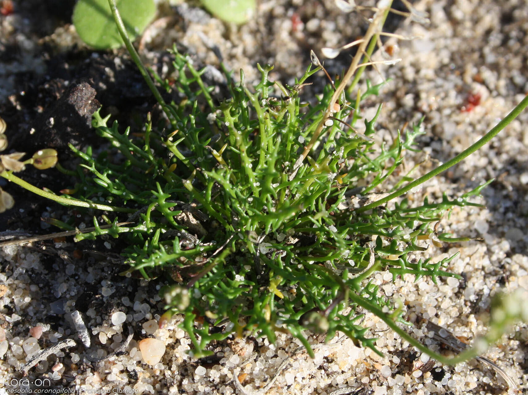 Teesdalia coronopifolia - Folha (geral) | Francisco Clamote; CC BY-NC 4.0