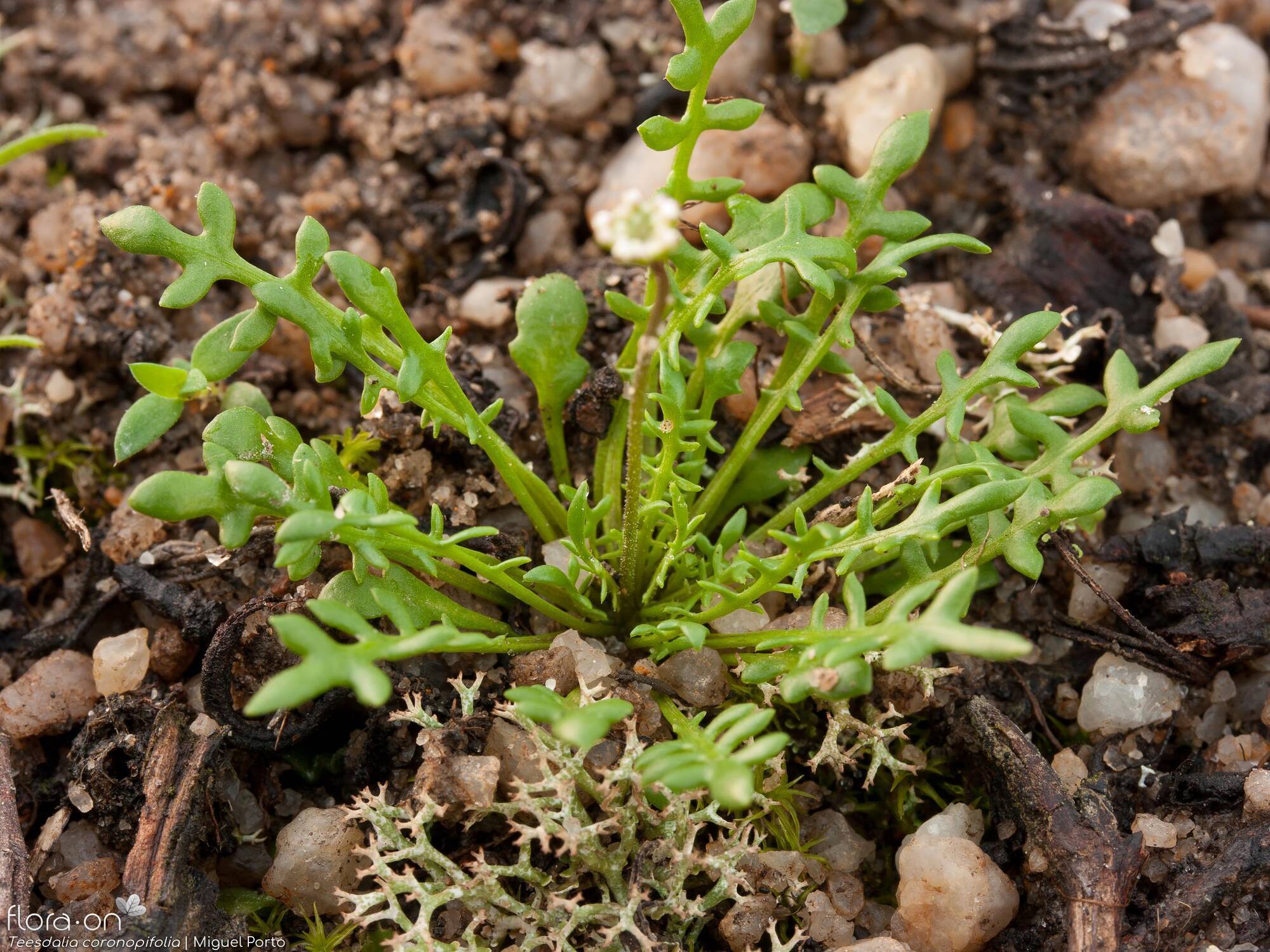 Teesdalia coronopifolia - Folha (geral) | Miguel Porto; CC BY-NC 4.0