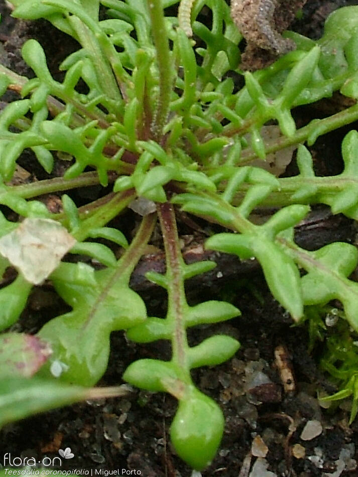 Teesdalia coronopifolia - Folha | Miguel Porto; CC BY-NC 4.0