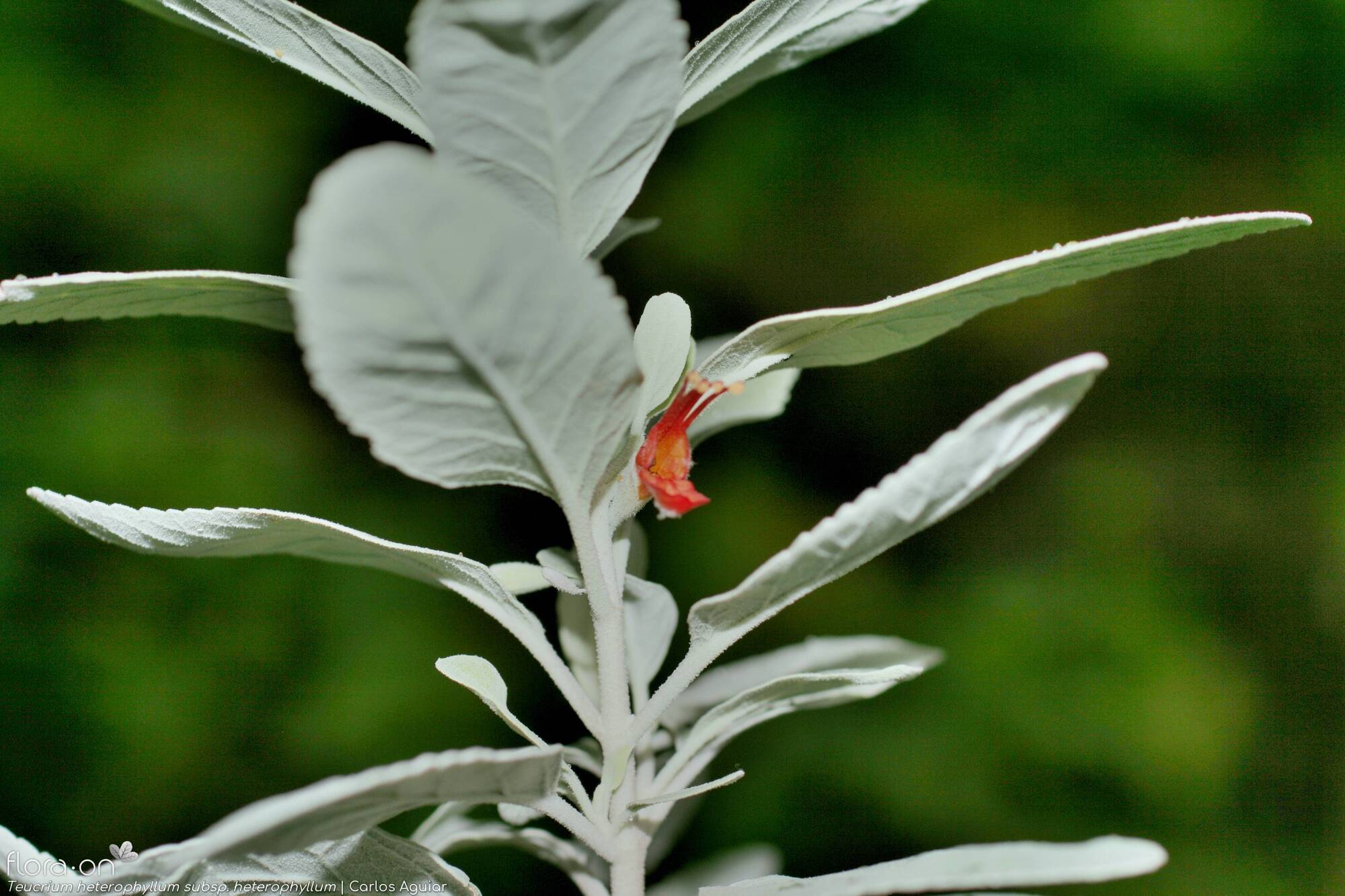 Teucrium heterophyllum heterophyllum - Flor (geral) | Carlos Aguiar; CC BY-NC 4.0
