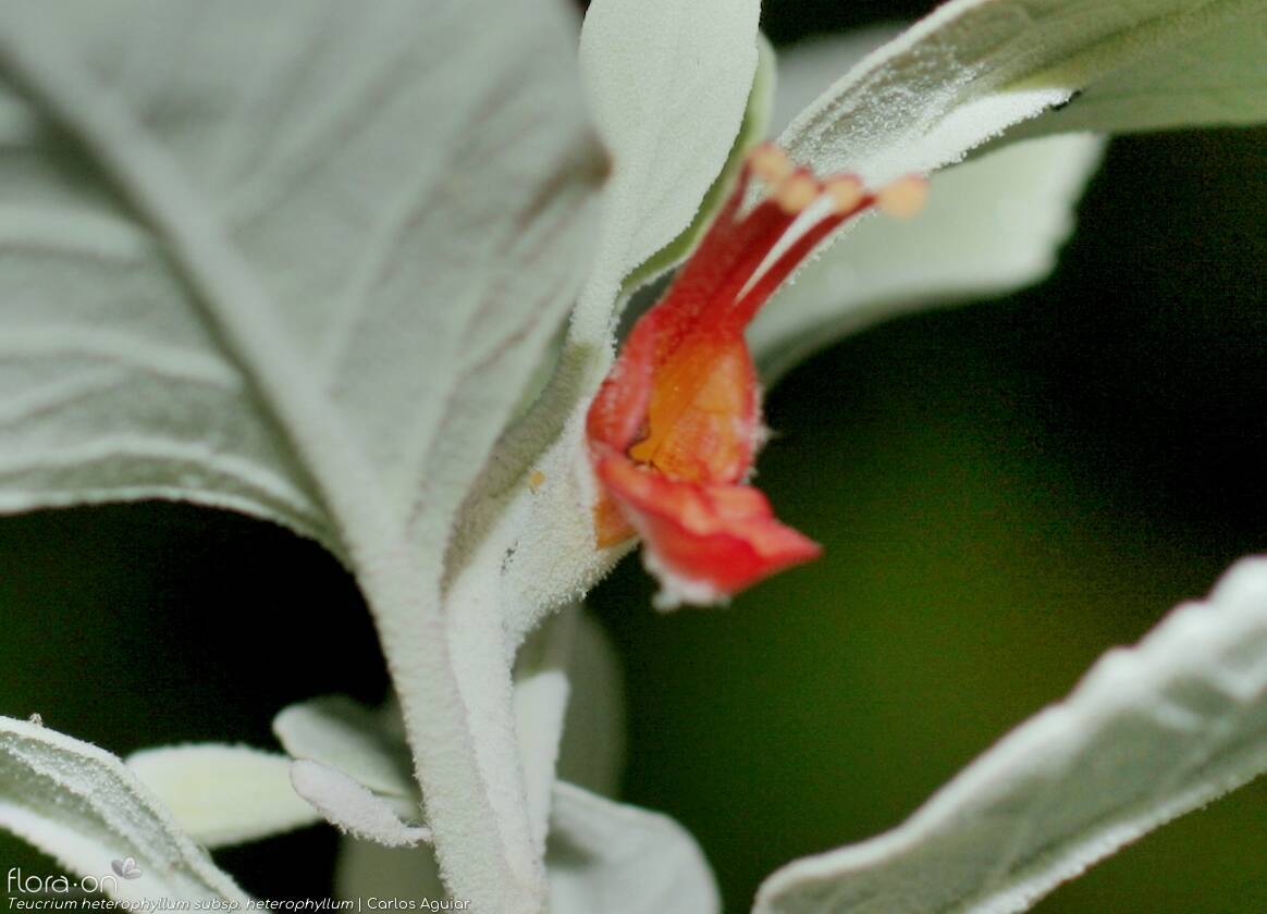 Teucrium heterophyllum heterophyllum - Flor (close-up) | Carlos Aguiar; CC BY-NC 4.0