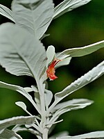 Teucrium heterophyllum