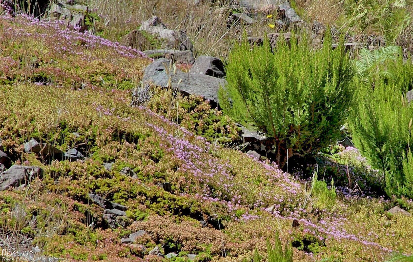 Thymus micans - Hábito | Miguel Porto; CC BY-NC 4.0
