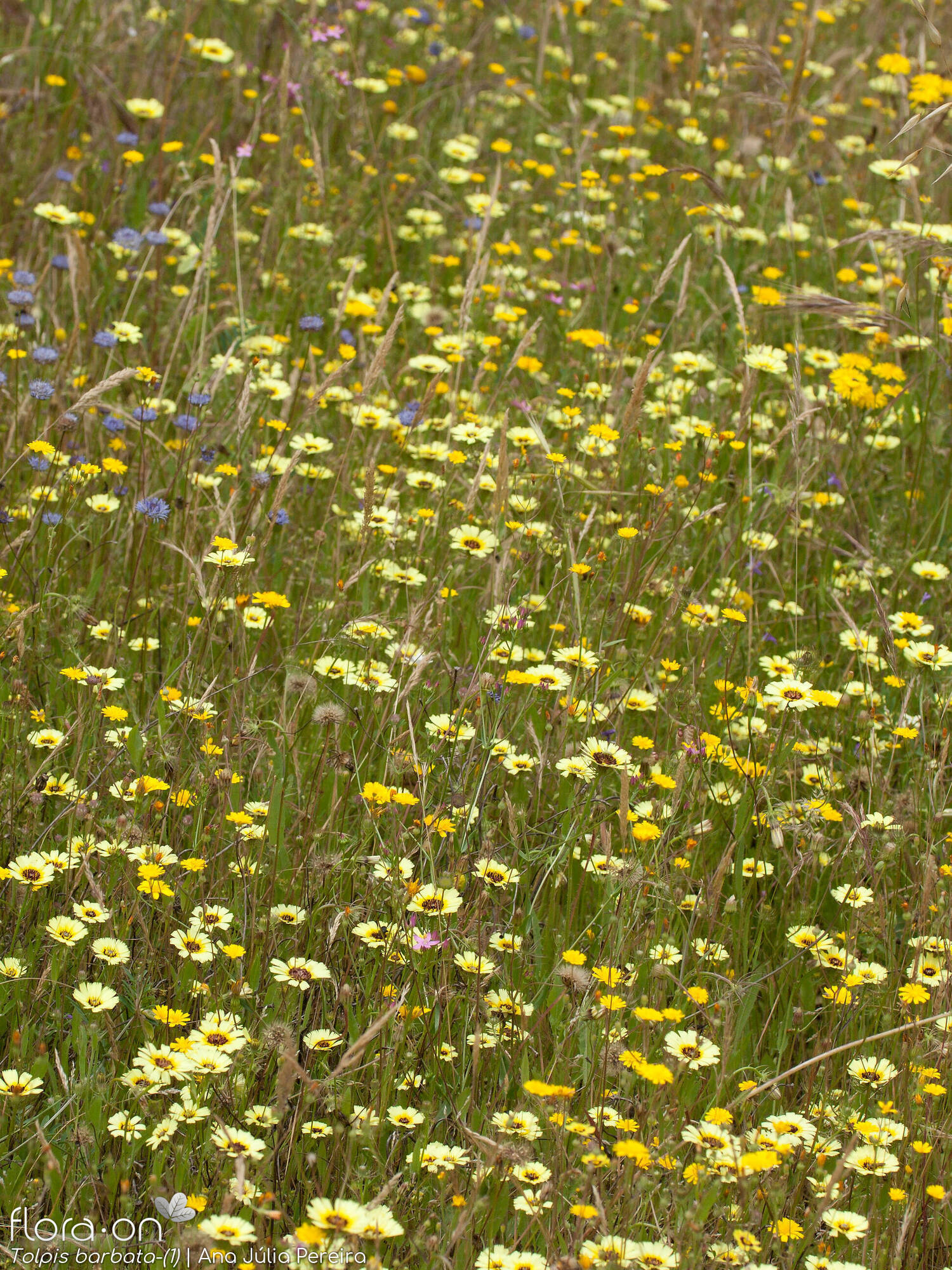 Tolpis barbata-(2) - Habitat | Ana Júlia Pereira; CC BY-NC 4.0