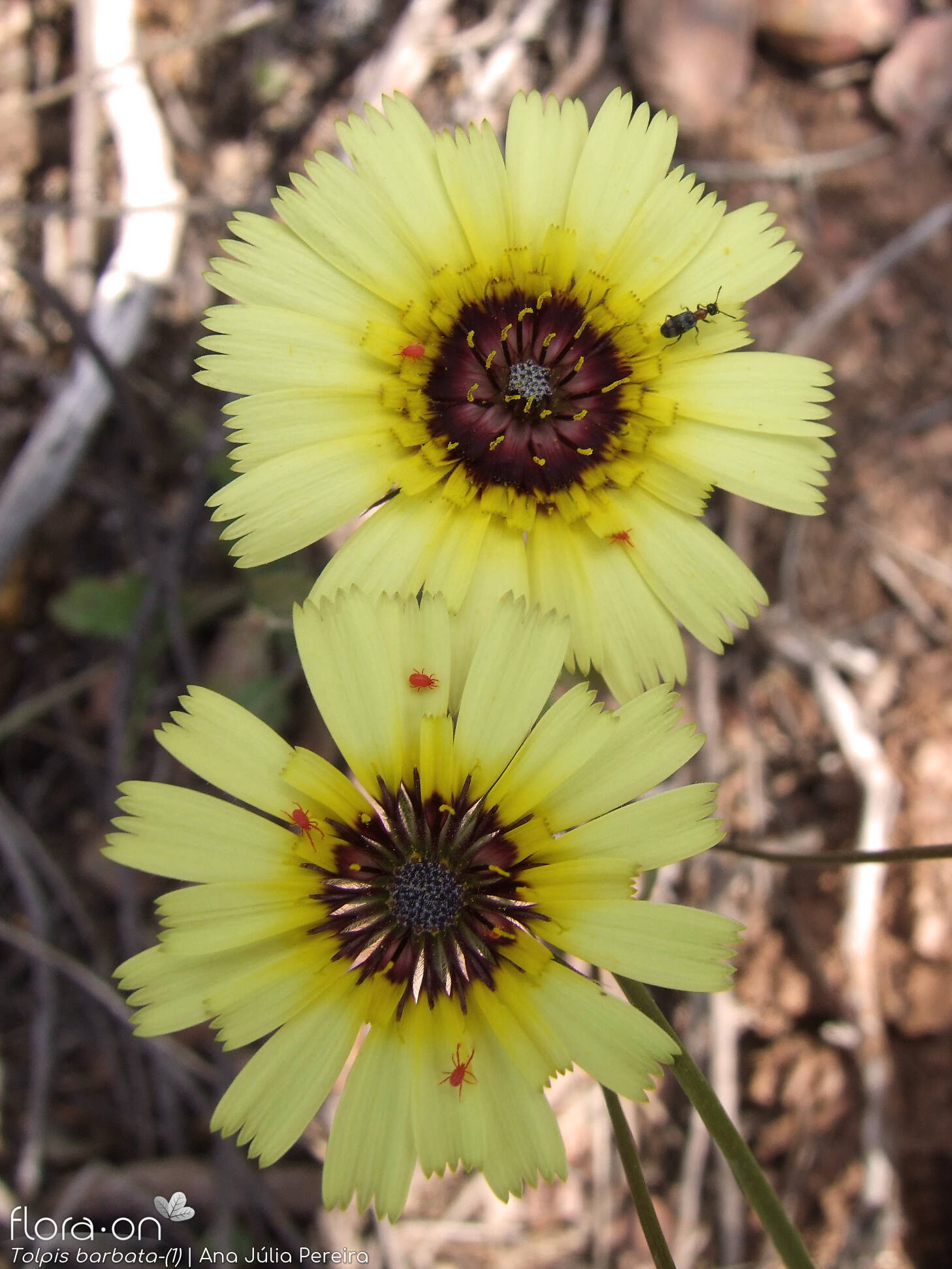 Tolpis barbata-(2) - Flor (geral) | Ana Júlia Pereira; CC BY-NC 4.0