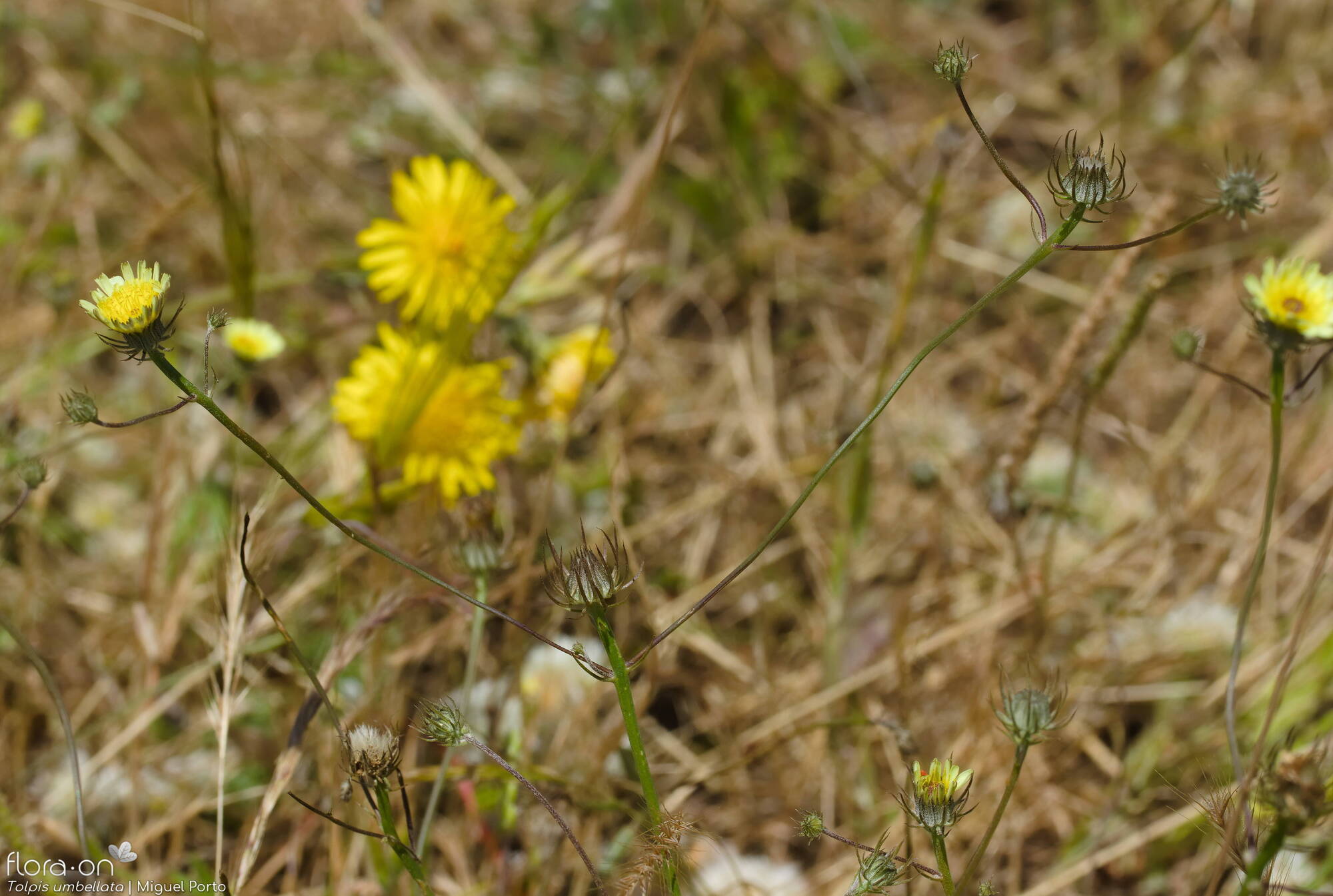 Tolpis barbata-(2) - Flor (geral) | Miguel Porto; CC BY-NC 4.0