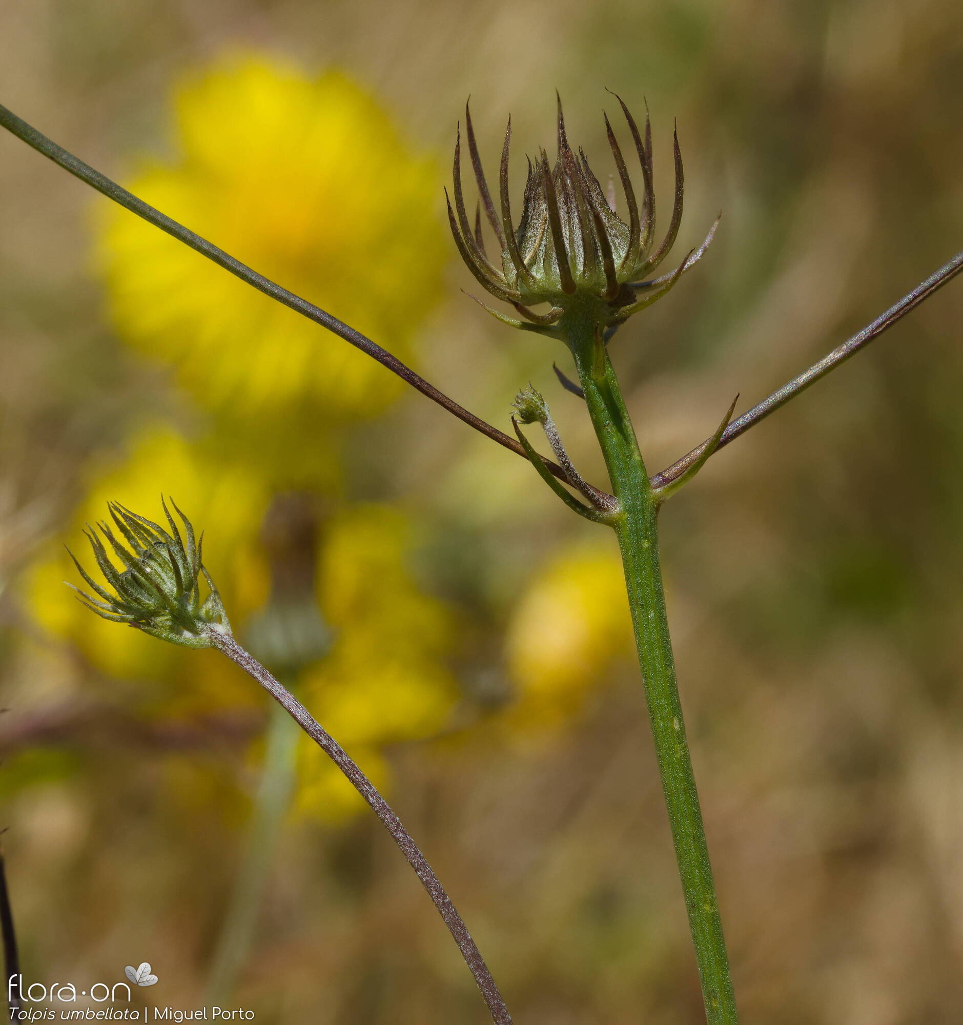 Tolpis barbata-(2) - Flor (geral) | Miguel Porto; CC BY-NC 4.0