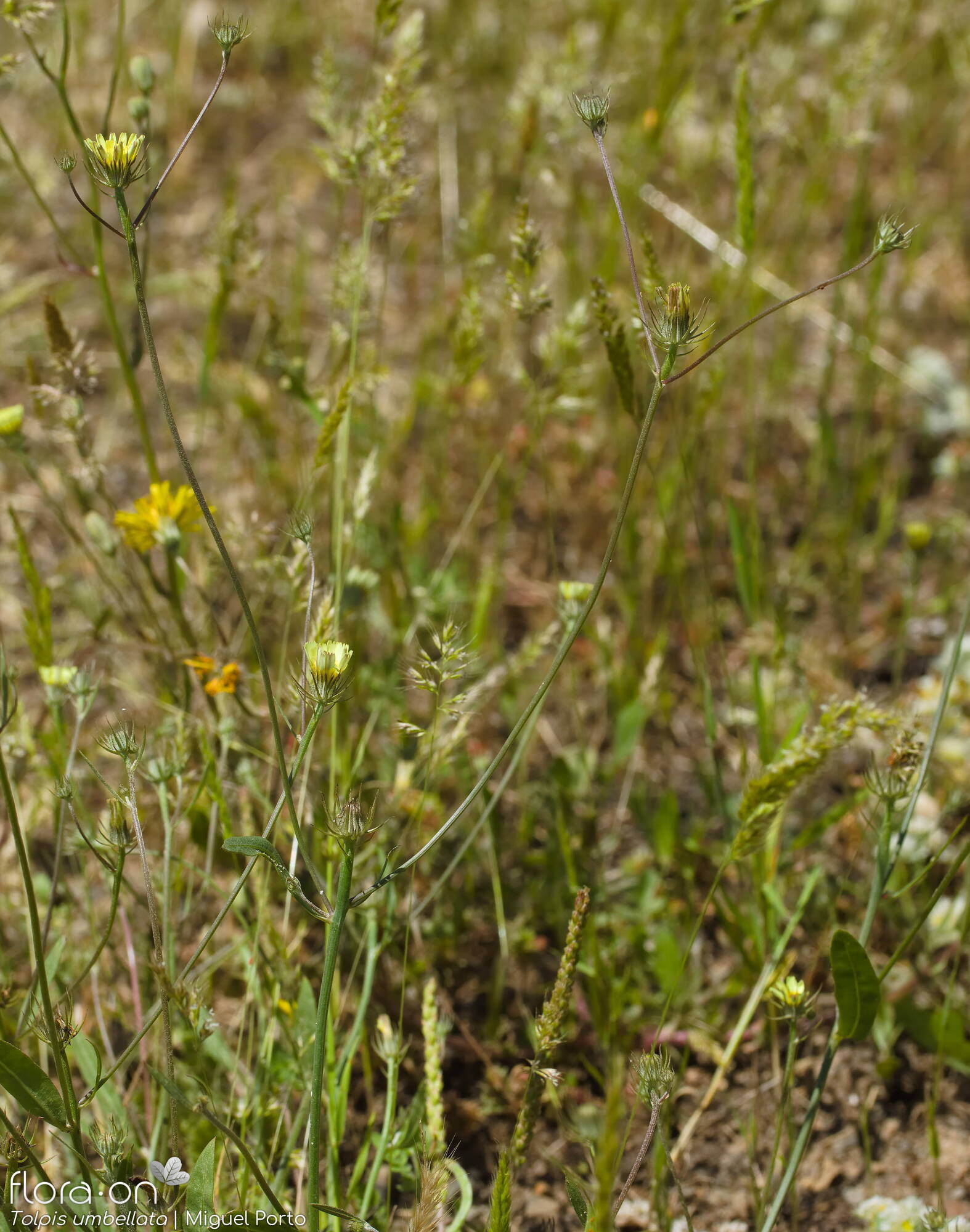 Tolpis barbata-(2) - Hábito | Miguel Porto; CC BY-NC 4.0