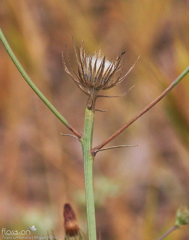 Tolpis barbata-(2) - Capítulo frutífero | Miguel Porto; CC BY-NC 4.0