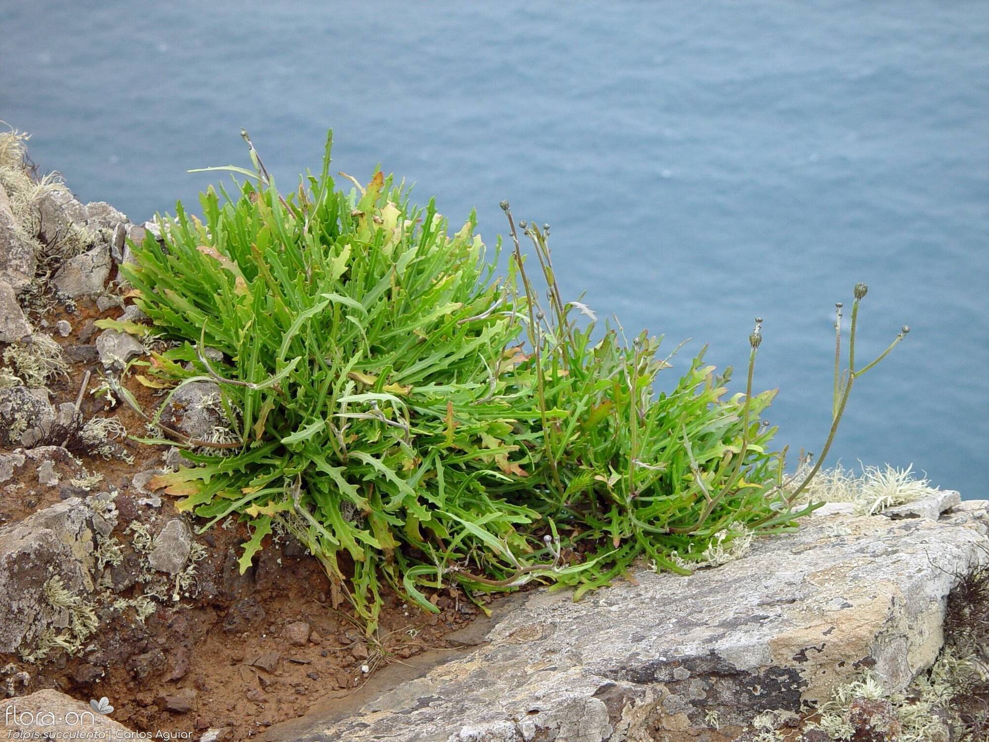 Tolpis succulenta - Hábito | Carlos Aguiar; CC BY-NC 4.0
