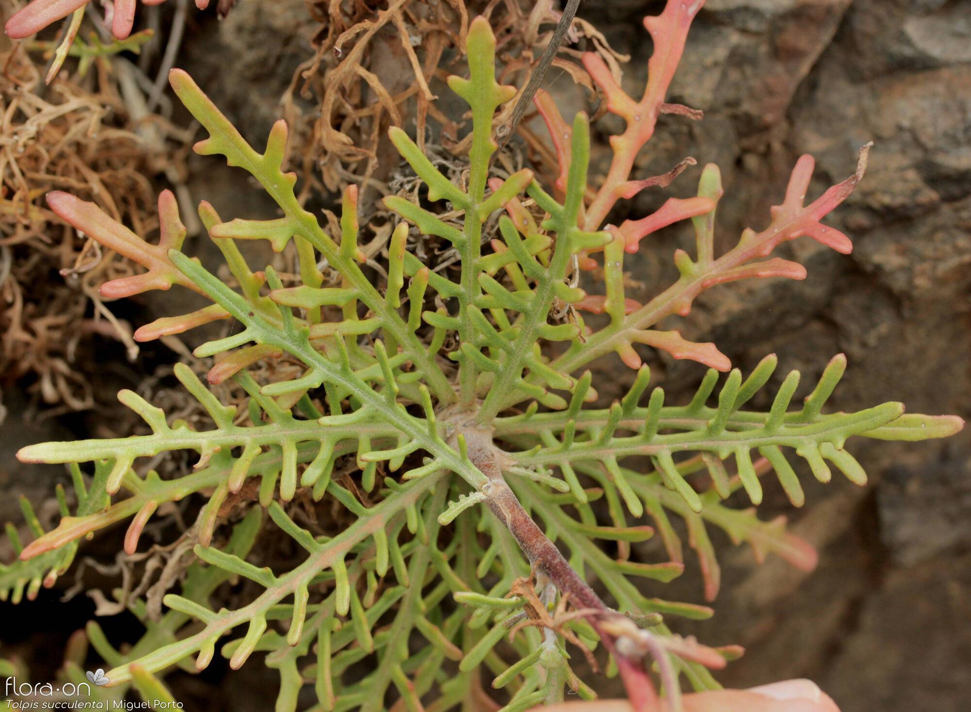 Tolpis succulenta - Folha | Miguel Porto; CC BY-NC 4.0