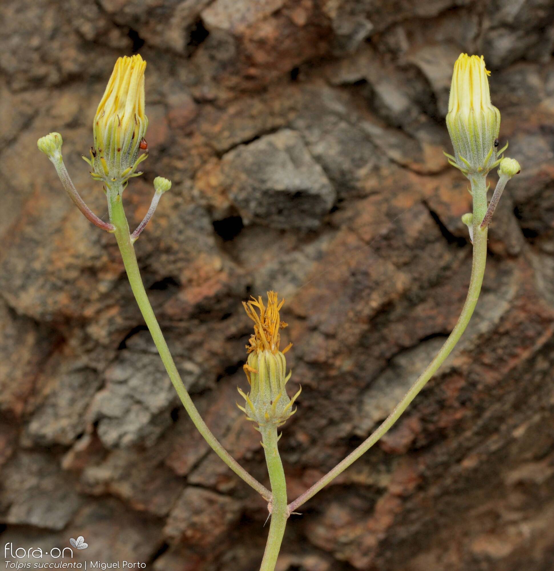 Tolpis succulenta - Flor (geral) | Miguel Porto; CC BY-NC 4.0
