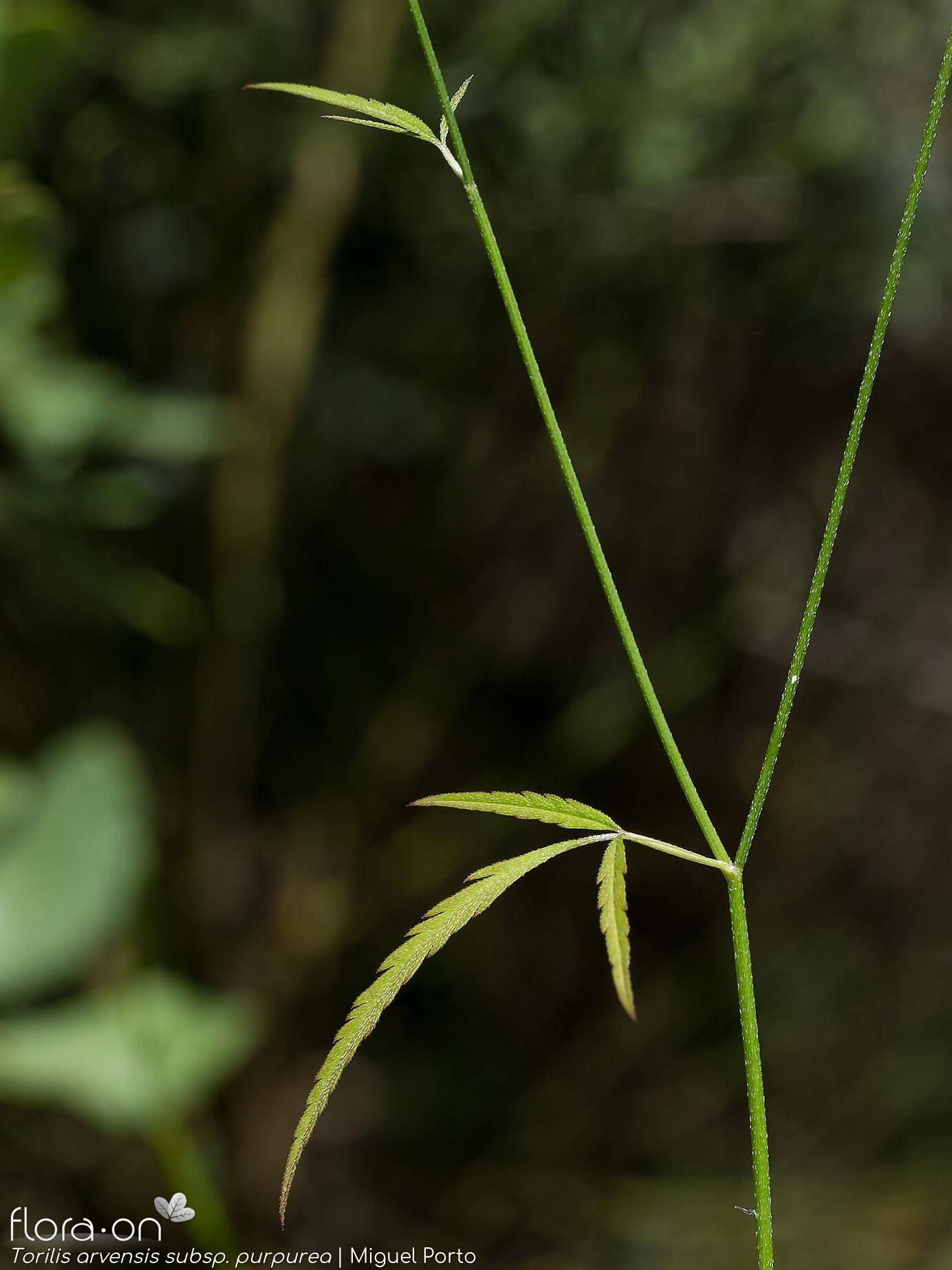Torilis arvensis - Caule | Miguel Porto; CC BY-NC 4.0