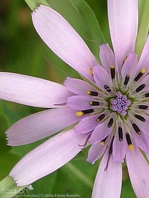 Tragopogon hybridus - Flor (close-up) | Cristina Estima Ramalho; CC BY-NC 4.0