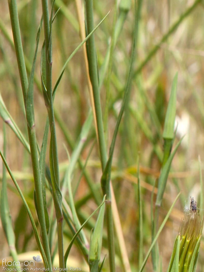 Tragopogon hybridus - Folha | Miguel Porto; CC BY-NC 4.0