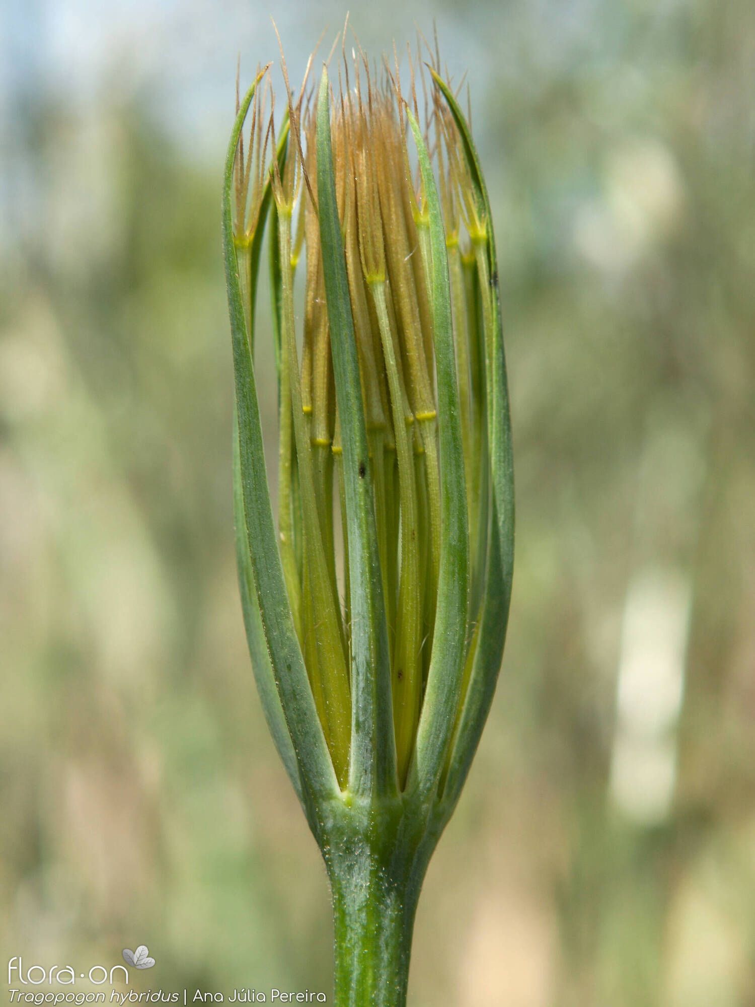 Tragopogon hybridus - Capítulo frutífero | Ana Júlia Pereira; CC BY-NC 4.0