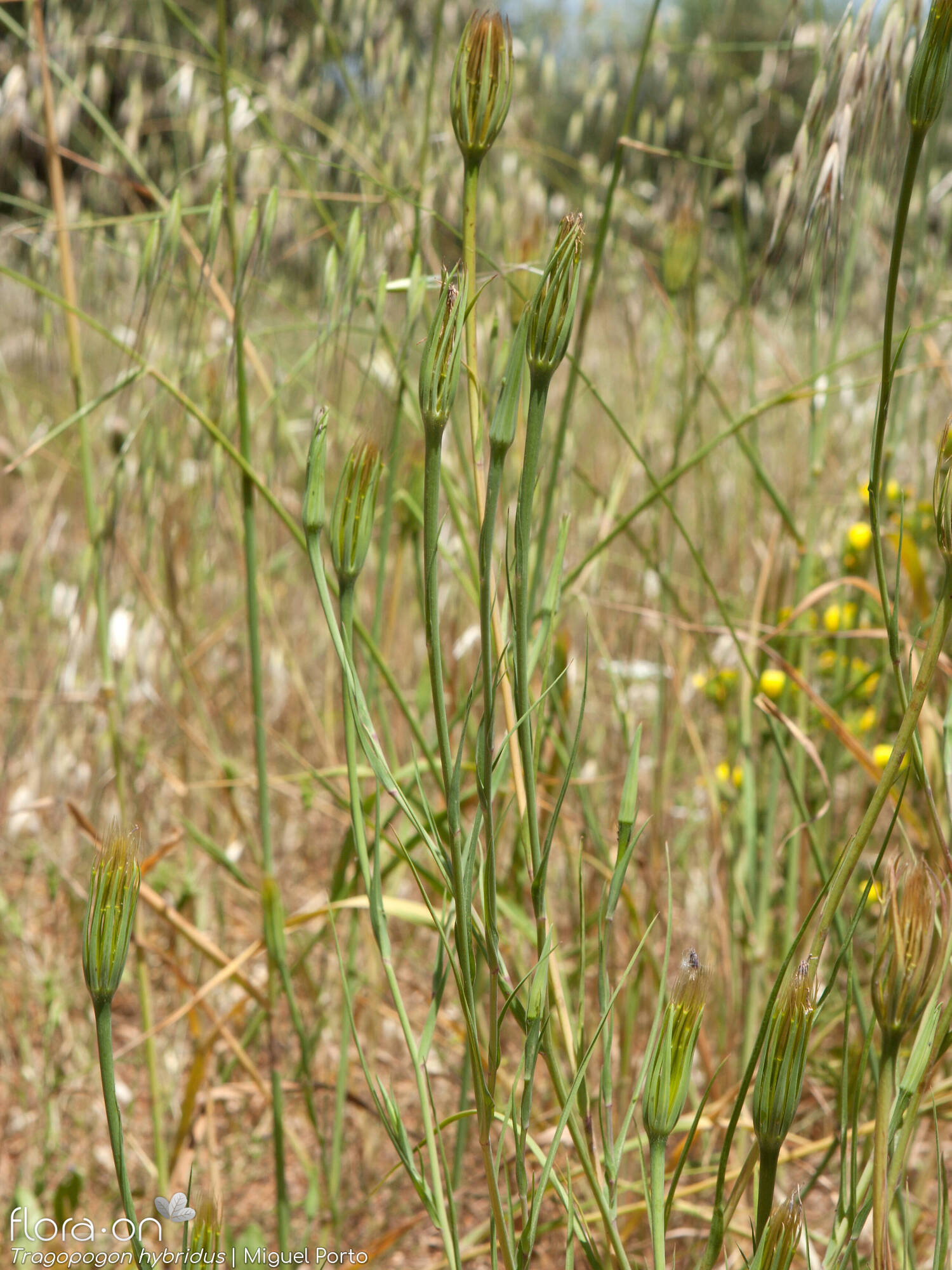 Tragopogon hybridus - Hábito | Miguel Porto; CC BY-NC 4.0
